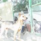 esta es mi perra chungaaaa que es mu chunga